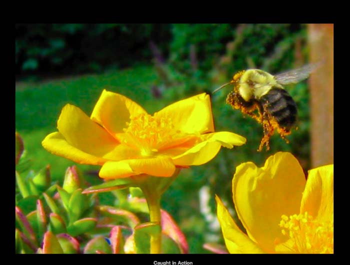 Bee In Flight