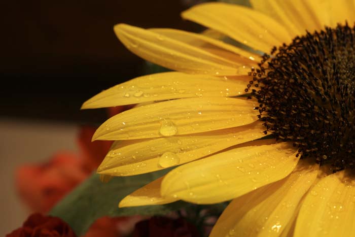 Sunflower and Rain