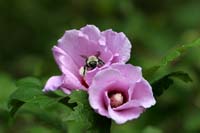 Bumble Bee Rose