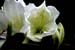 azalea