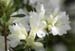 azalea10