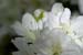 azalea3