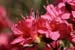 azalea6