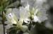 azalea9