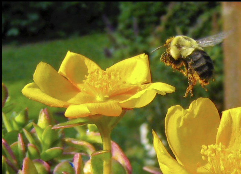 Bee-In-Flight