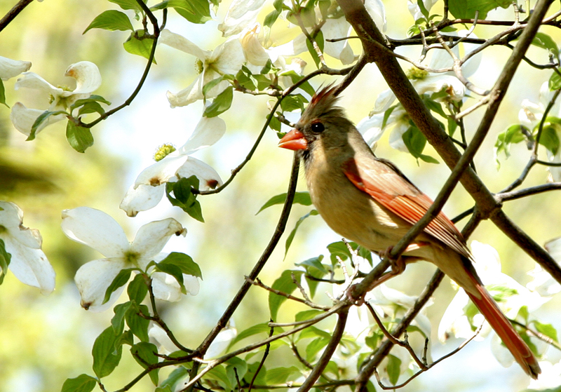 Cardinal_Dogwood