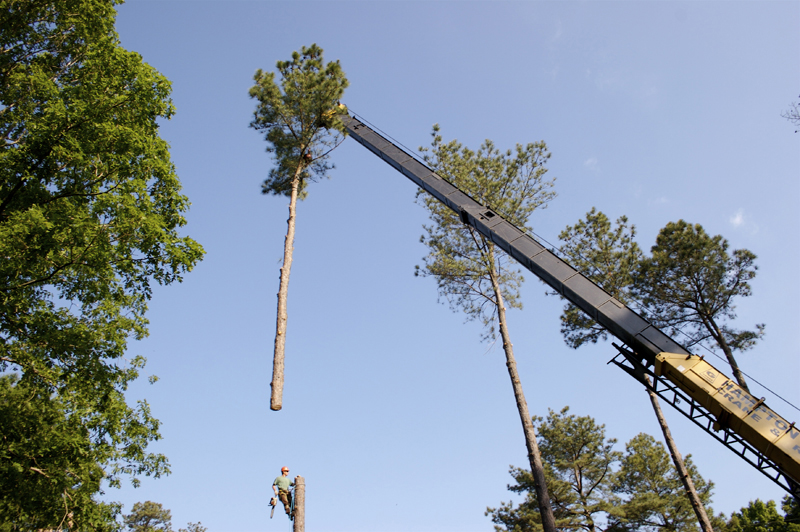 Cuttingtrees