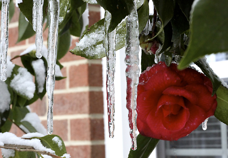 Frozen_Camilia