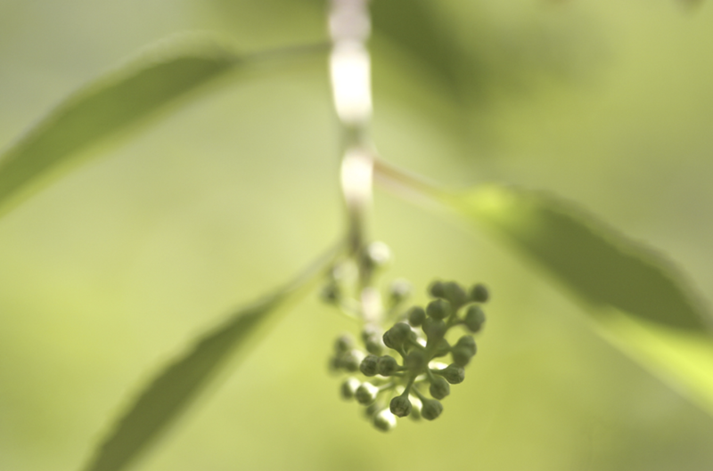 Spring_Berries