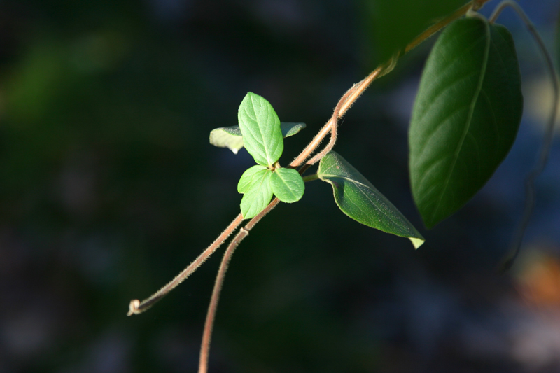beautifulWeed