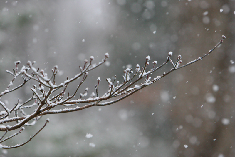 dogwoodInSnow