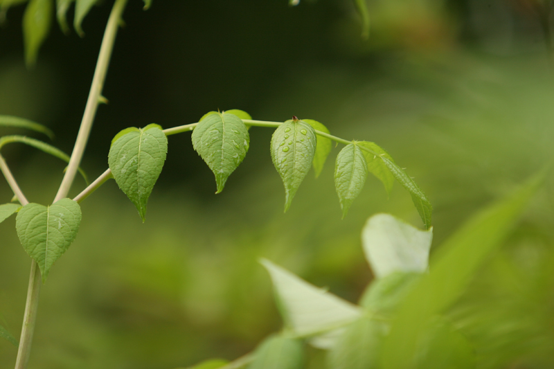 Green_Plant