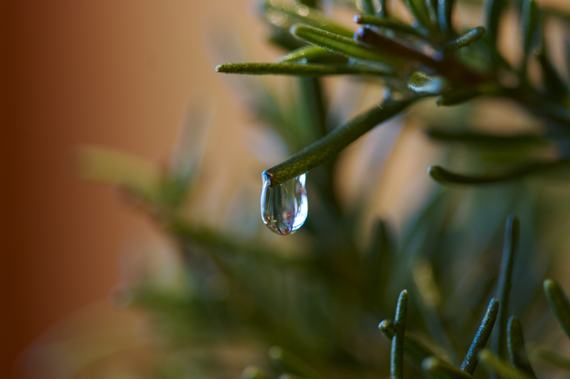 rosemaryDrop
