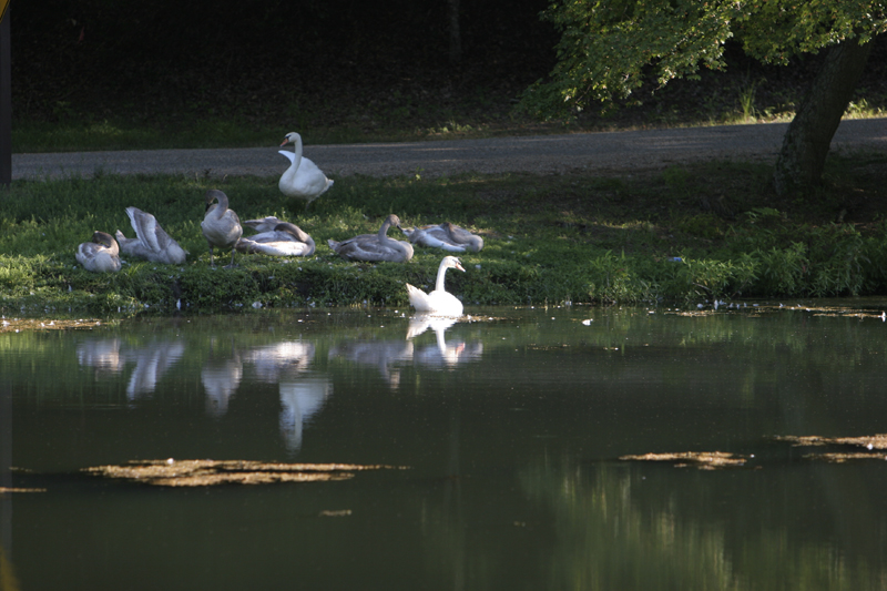 Swan Family