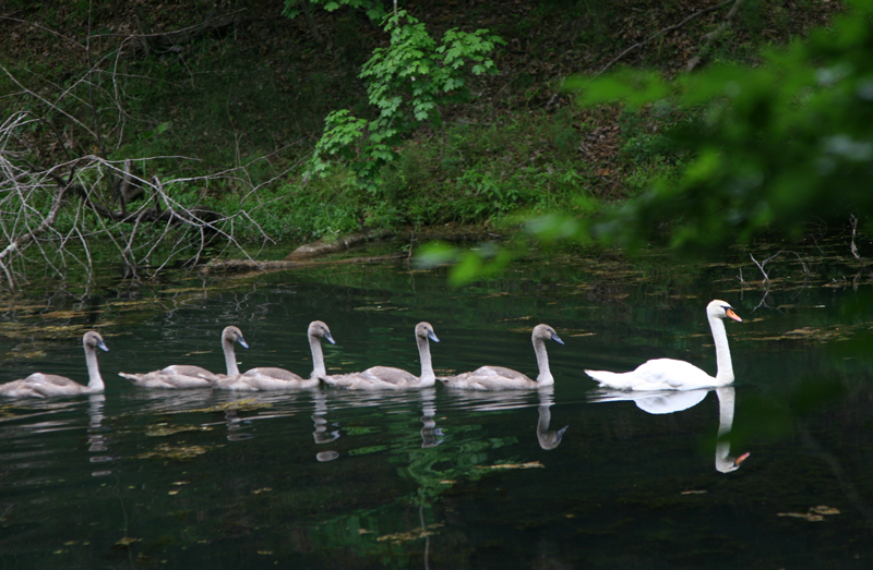 swans