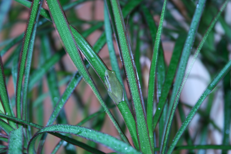 treeFrog