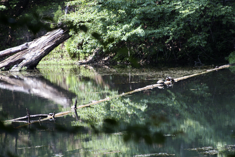 Turtle_Pond