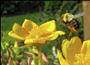 Bee_IN_Flight