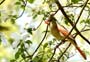 CardinalDogwood
