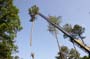 Cuttingtrees