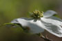 Dogwood
