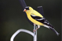 Goldfinch