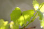 Nature's Secrets