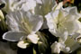 Azalea Morning