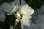 Azalea Morning-2