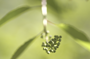 Spring_Berries