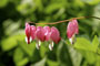 Bleeding Heart