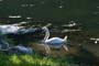 fatherSwan