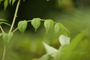 Green Plant