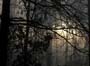 groundFogThroughTrees