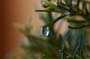 rosemaryDrop