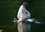swanling