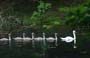 swans