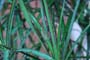 treeFrog